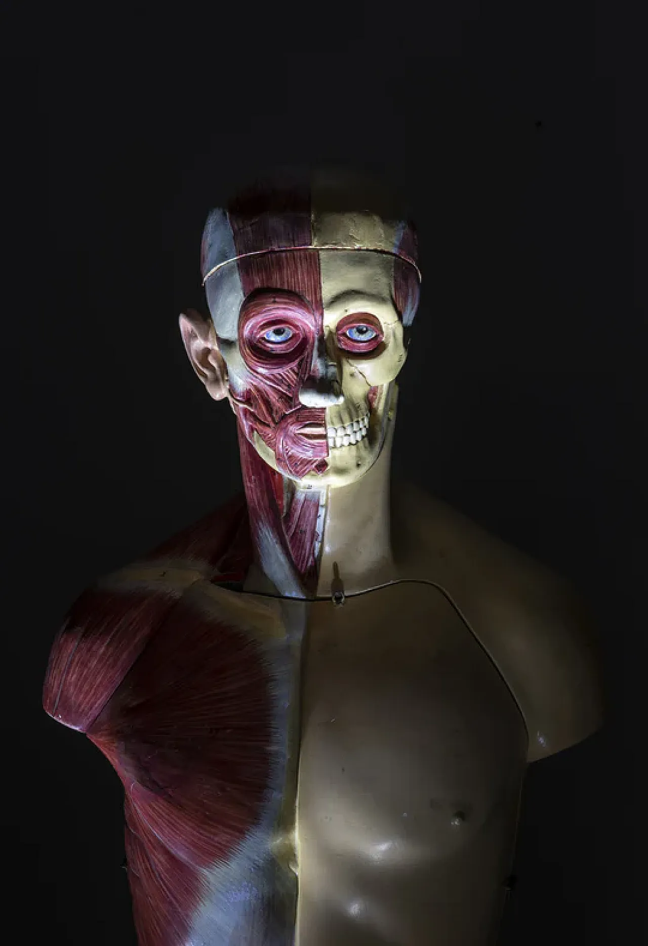Anatomical model of a male body, 20th century 3