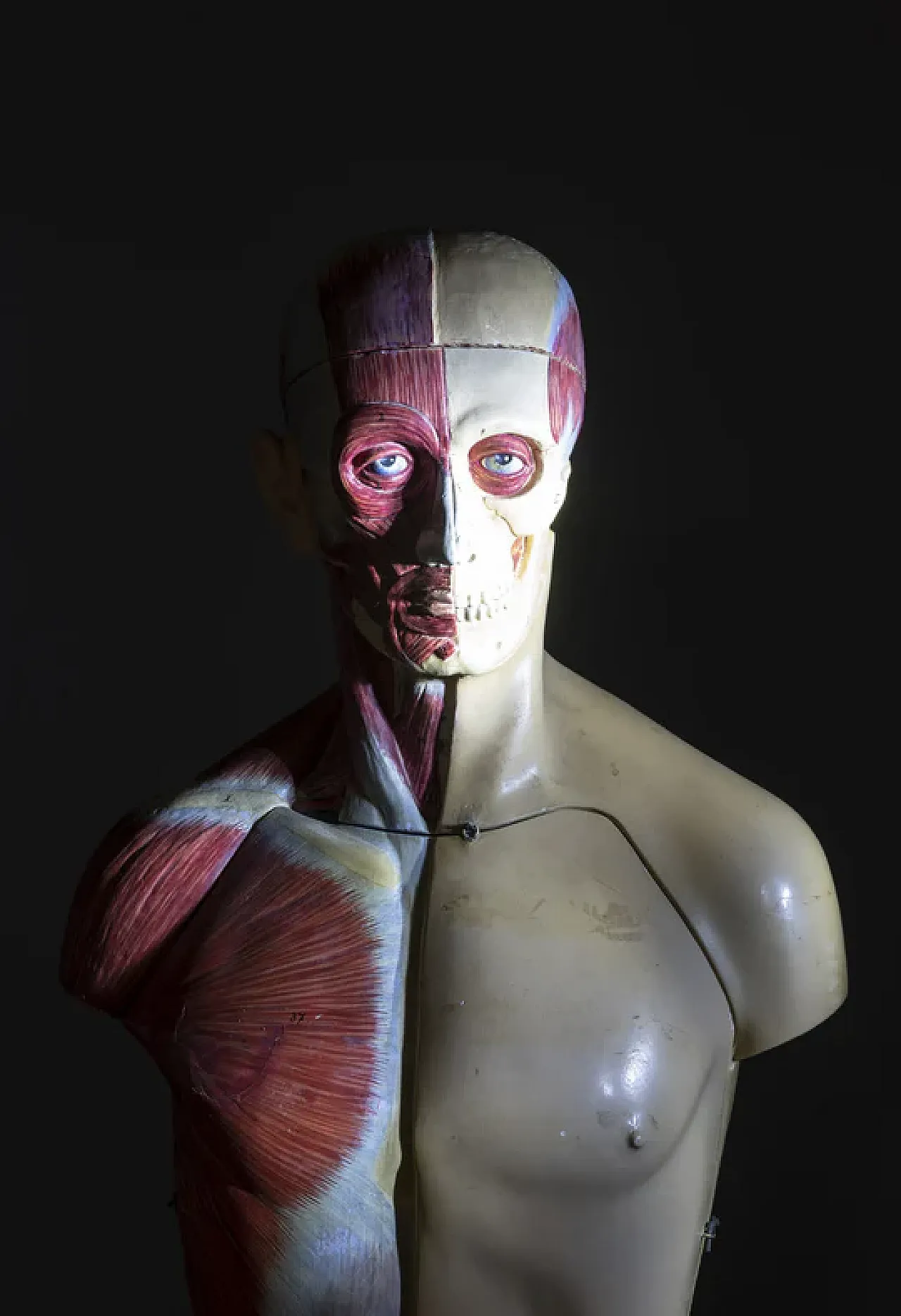 Anatomical model of a male body, 20th century 4