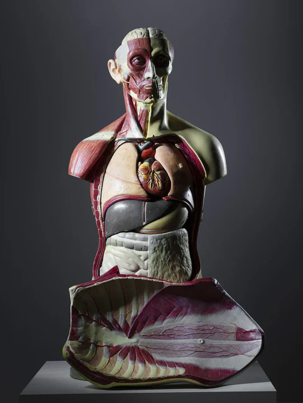 Anatomical model of a male body, 20th century 6