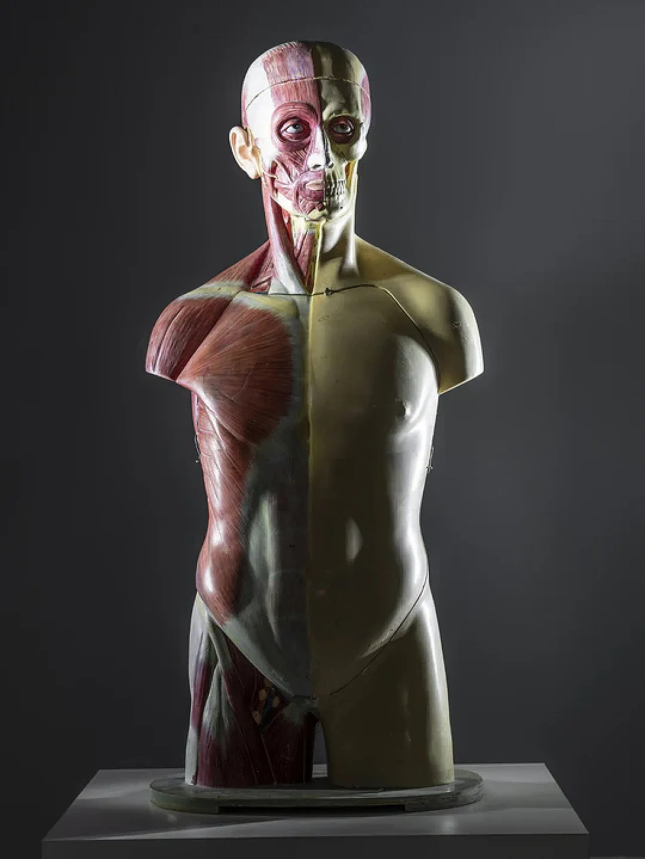 Anatomical model of a male body, 20th century 8
