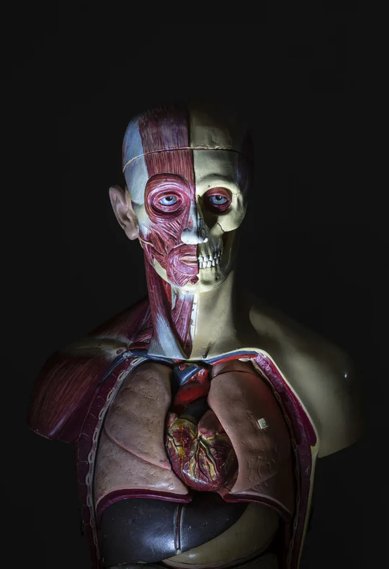 Anatomical model of a male body, 20th century 9