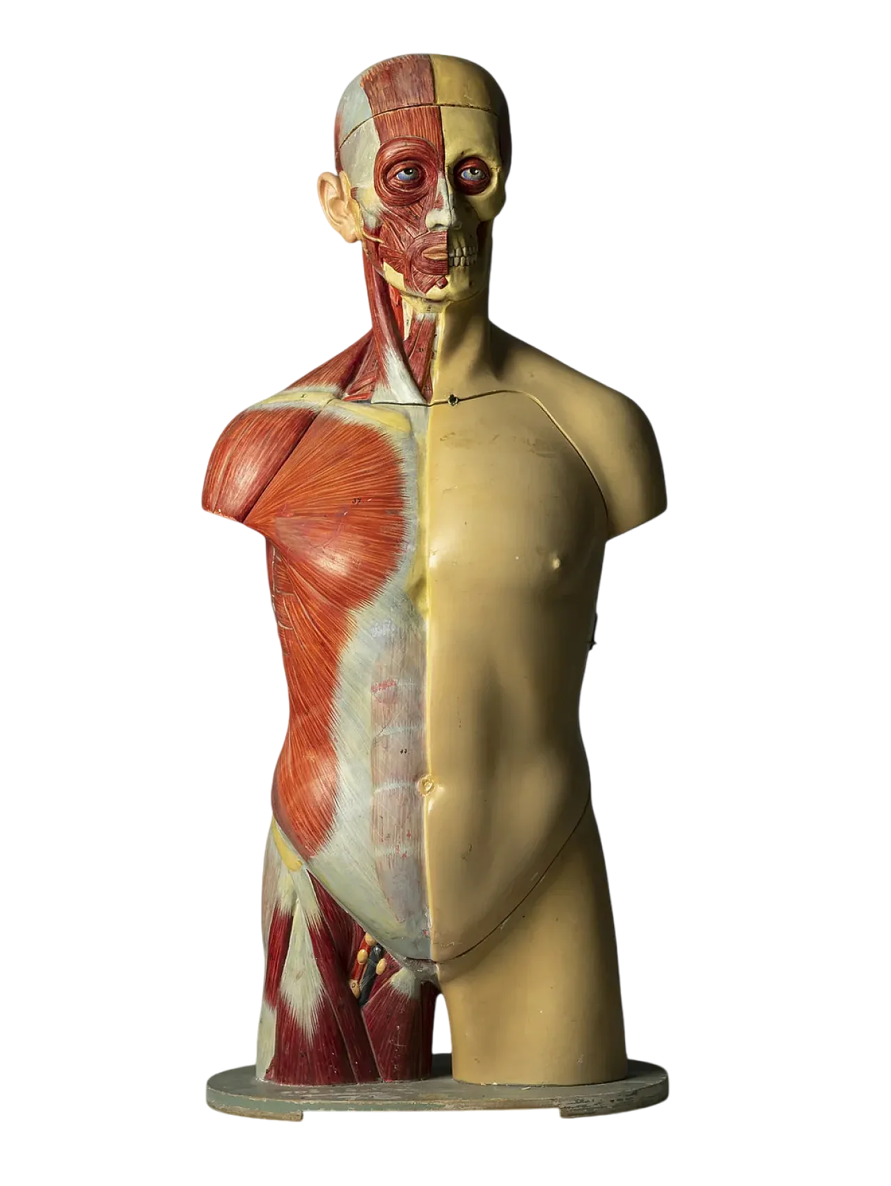 Anatomical model of a male body, 20th century 10