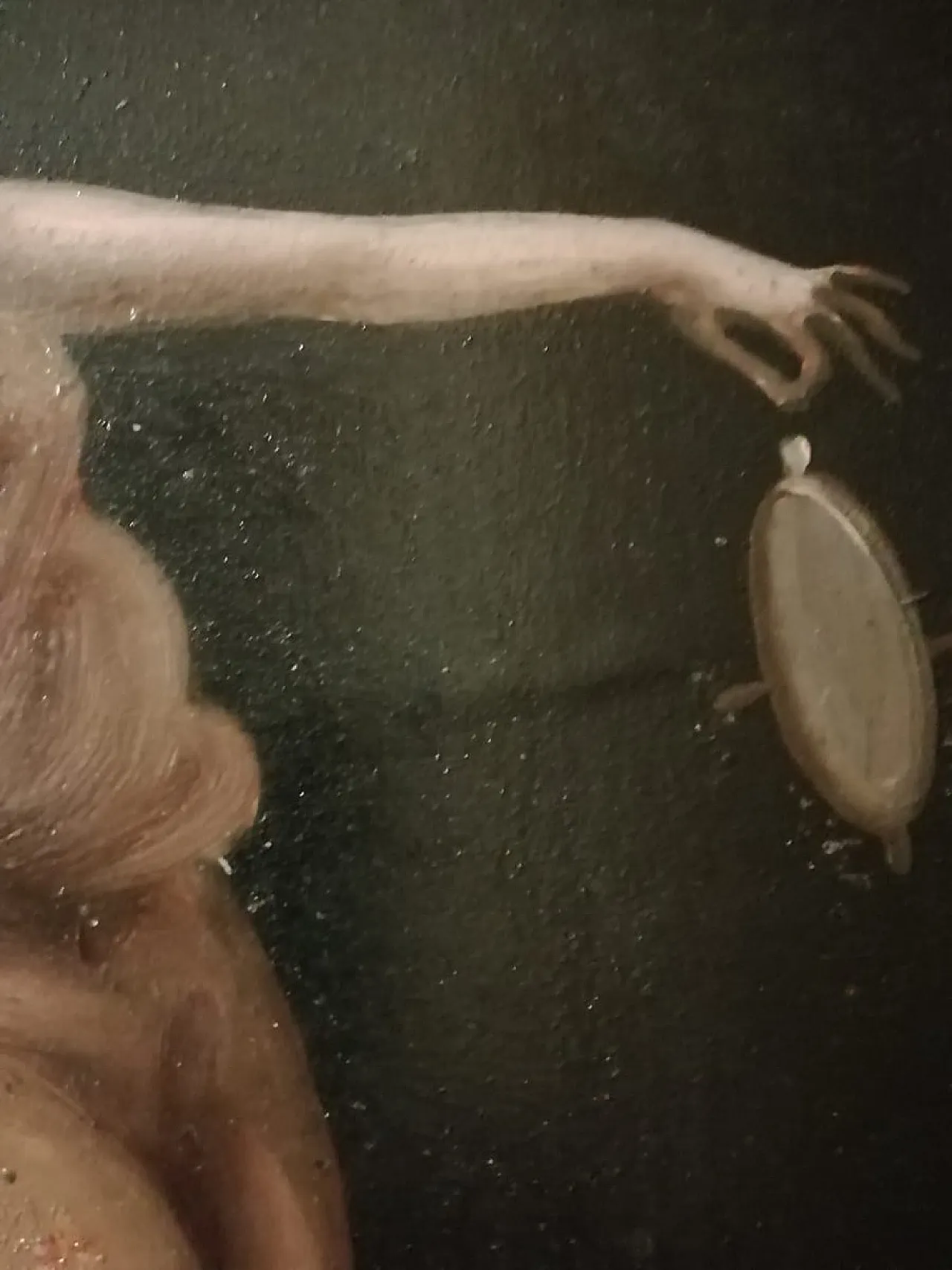 Andrea Appiani, two Figurative Scenes, oil on canvas, 19th century 7