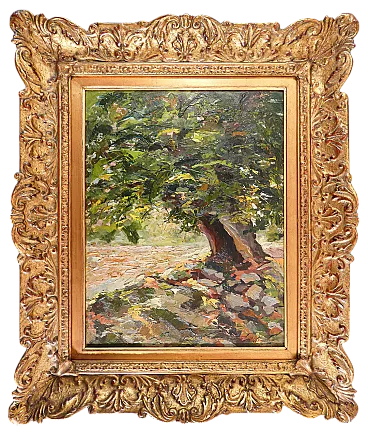 Monte Passi Castagno secolare di Ferruccio Rontini, anni '20