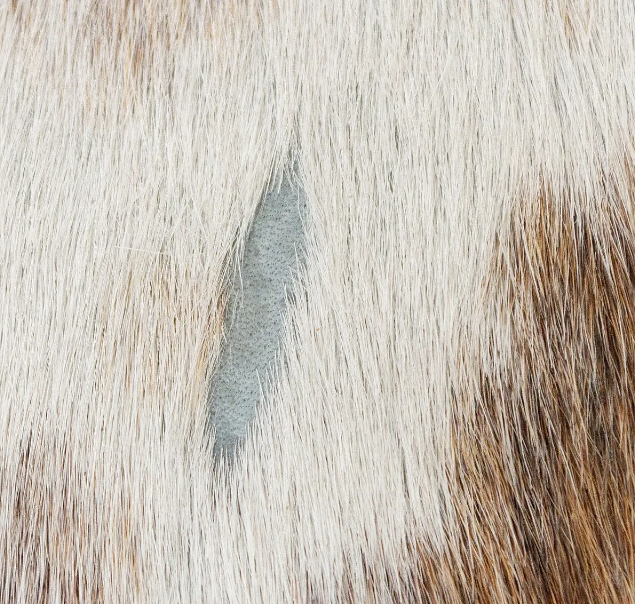 Large metal ottoman covered in cowhide, 20th century 2