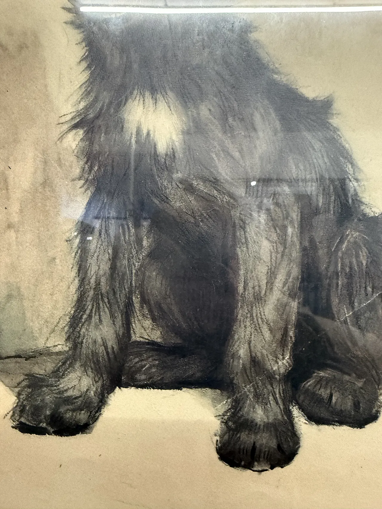 Incisione acquerellata Cane di Cecil Aldin, 1902 5