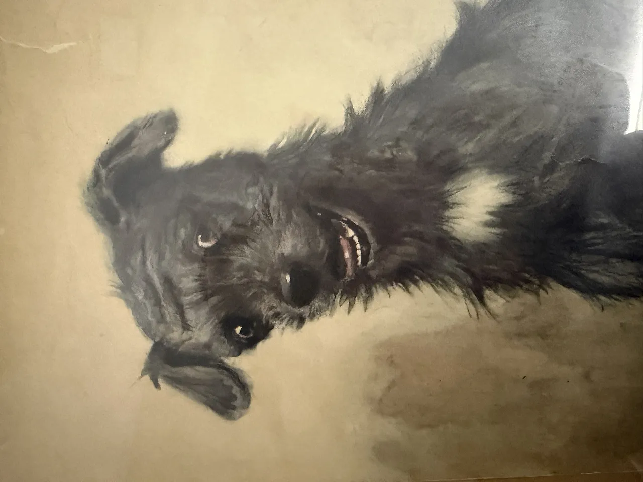 Incisione acquerellata Cane di Cecil Aldin, 1902 8