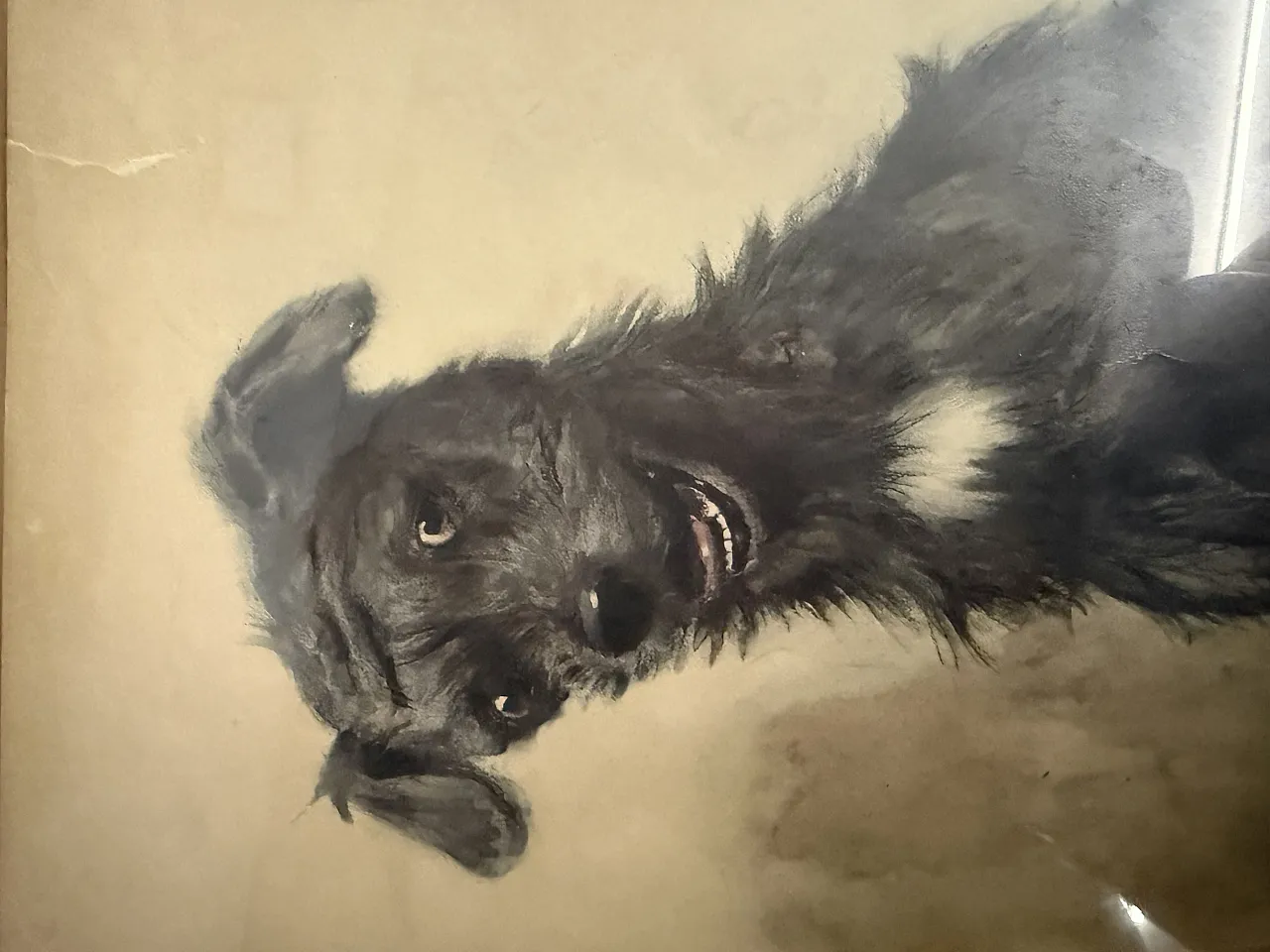 Incisione acquerellata Cane di Cecil Aldin, 1902 9