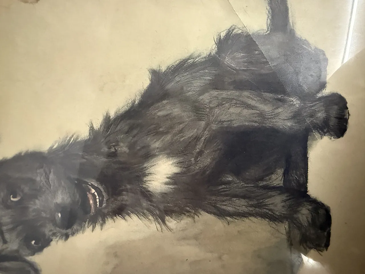 Incisione acquerellata Cane di Cecil Aldin, 1902 10