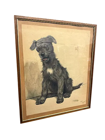 Incisione acquerellata Cane di Cecil Aldin, 1902
