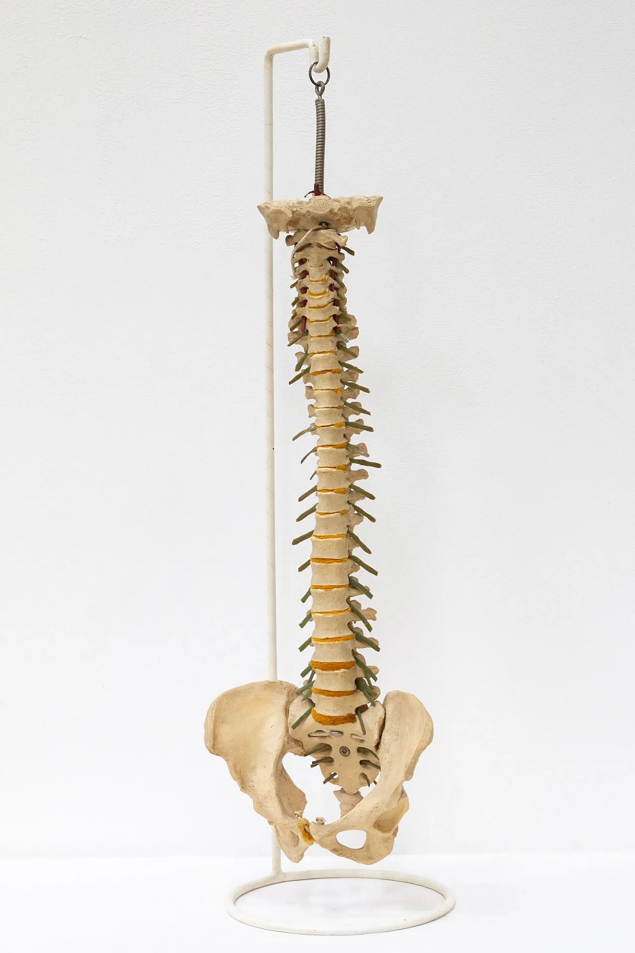 Modello colonna vertebrale, anni '60 1