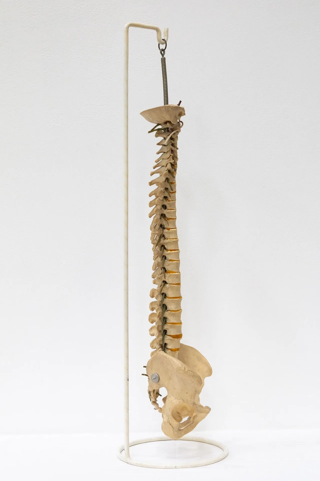 Modello colonna vertebrale, anni '60 2