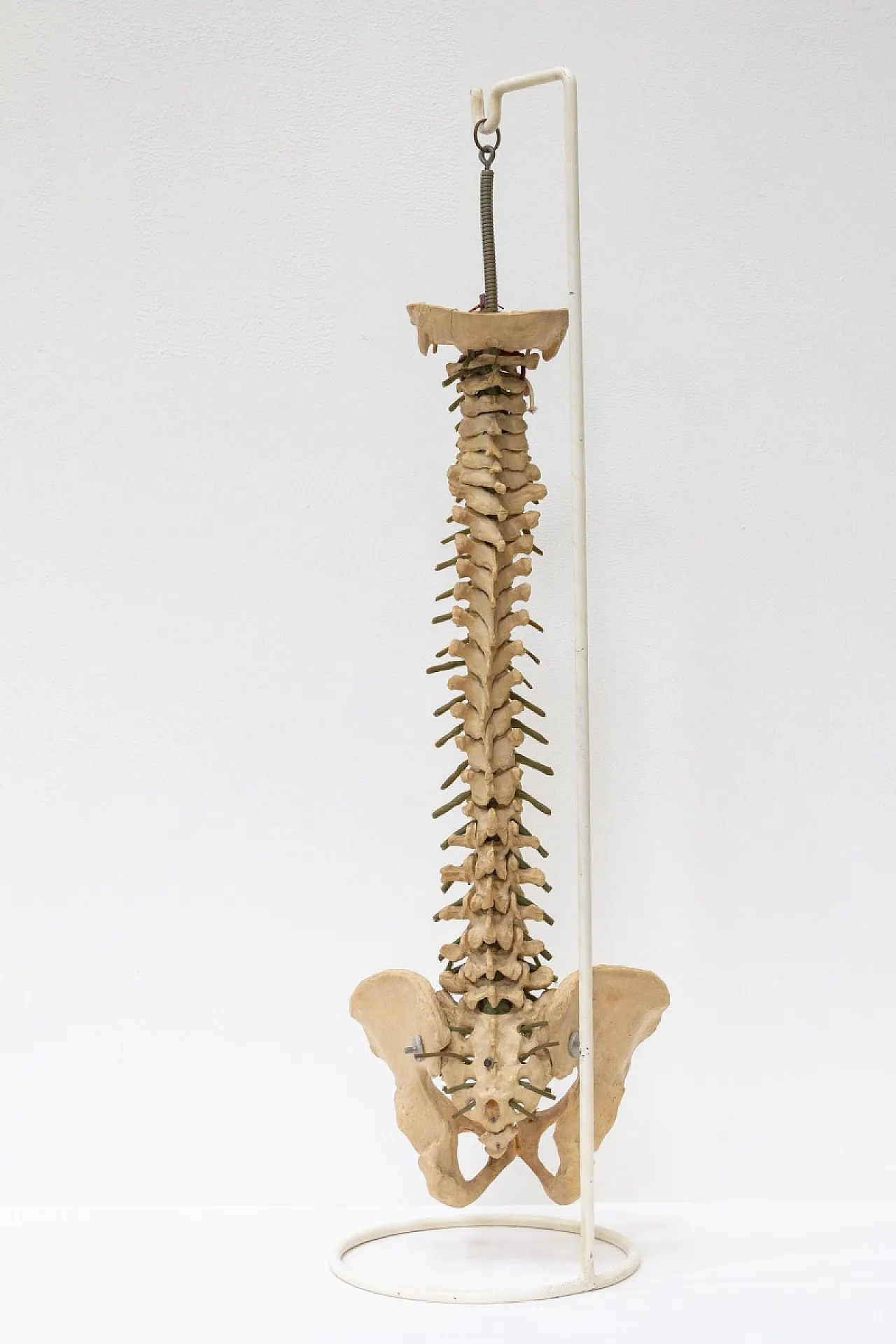 Modello colonna vertebrale, anni '60 3