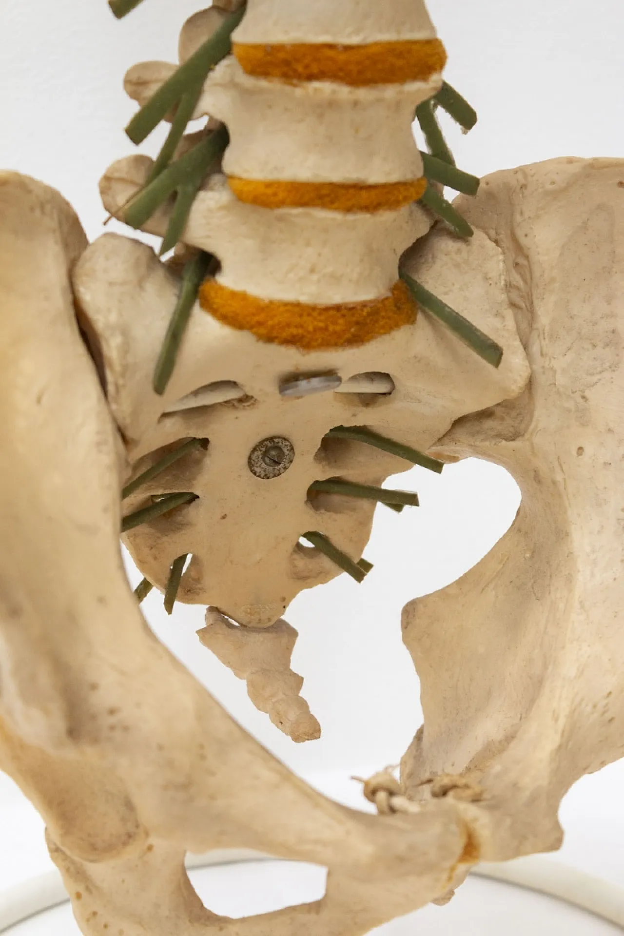 Modello colonna vertebrale, anni '60 5