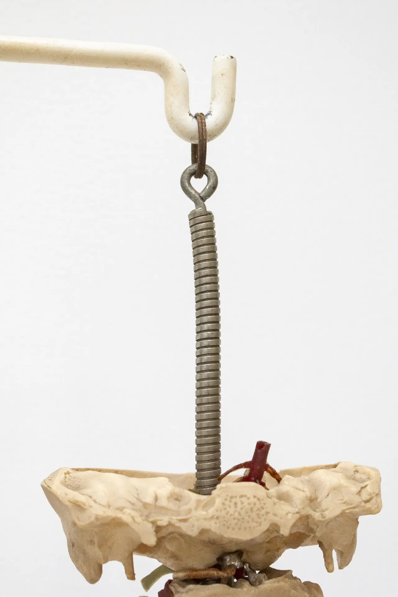 Modello colonna vertebrale, anni '60 7