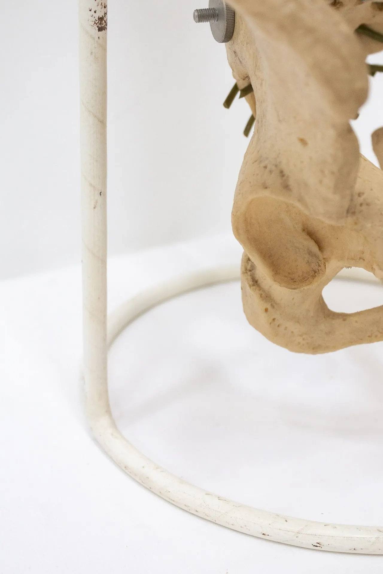 Modello colonna vertebrale, anni '60 9