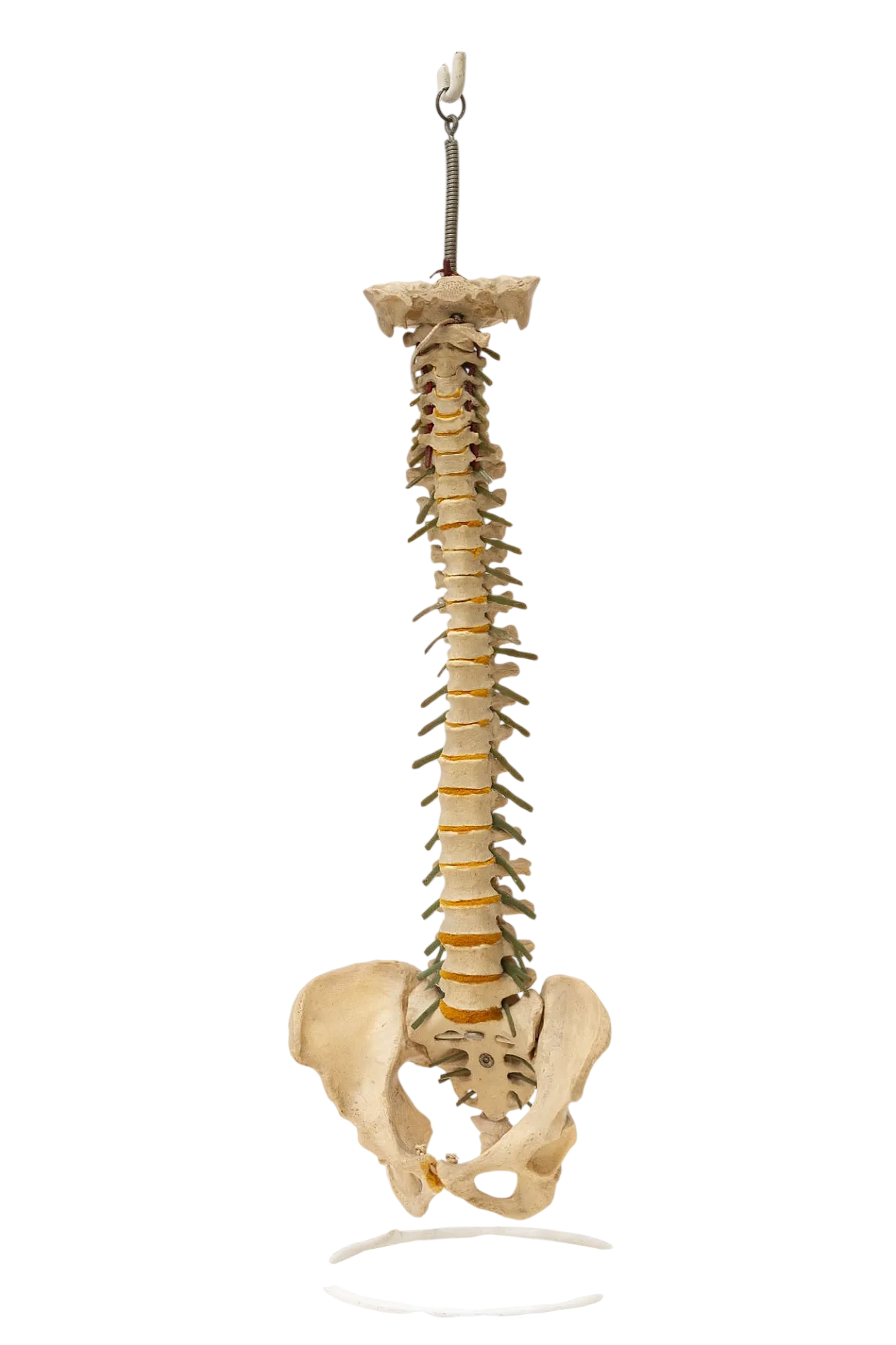 Modello colonna vertebrale, anni '60 10