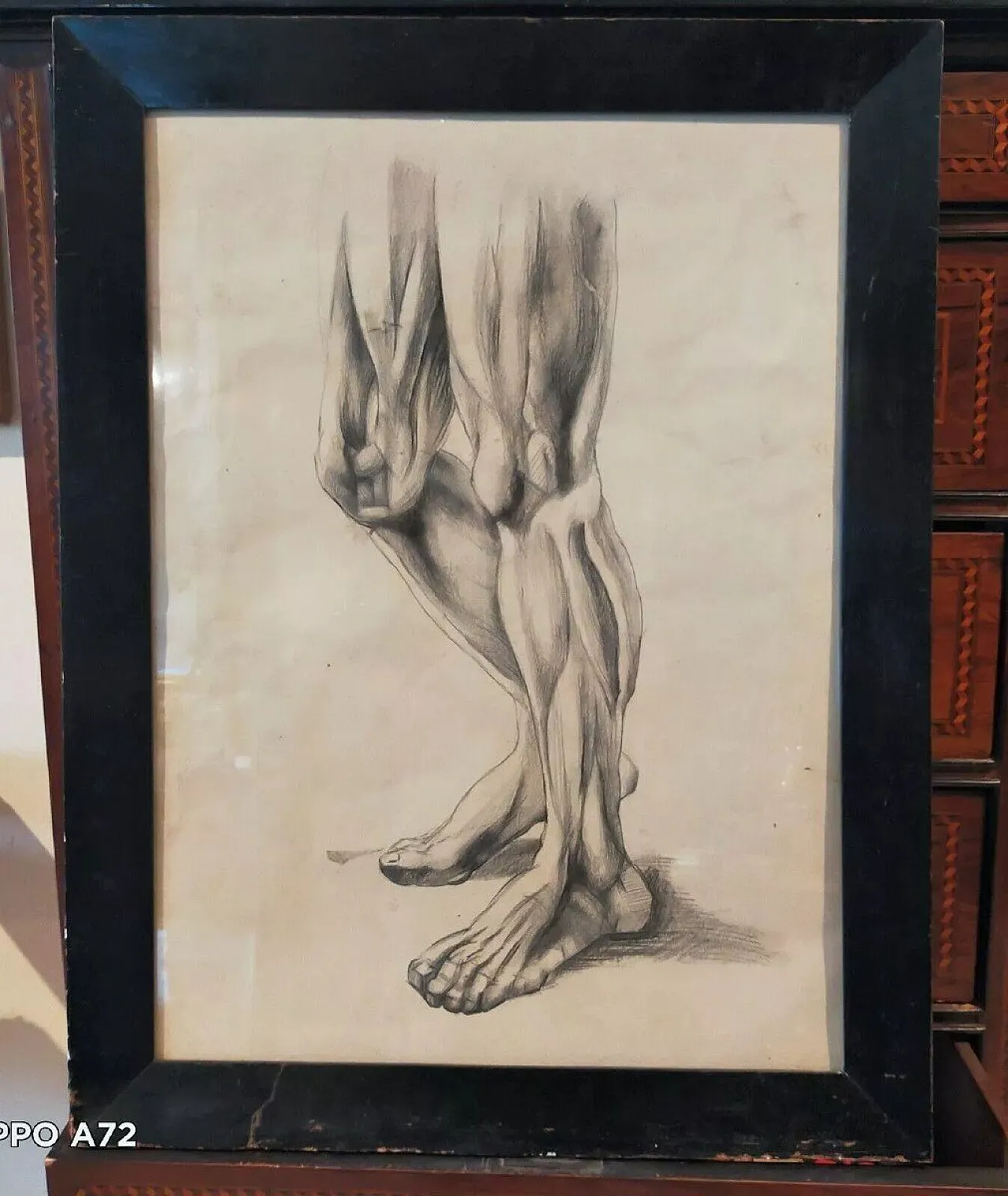 Disegno anatomico in cornice, fine '800 1
