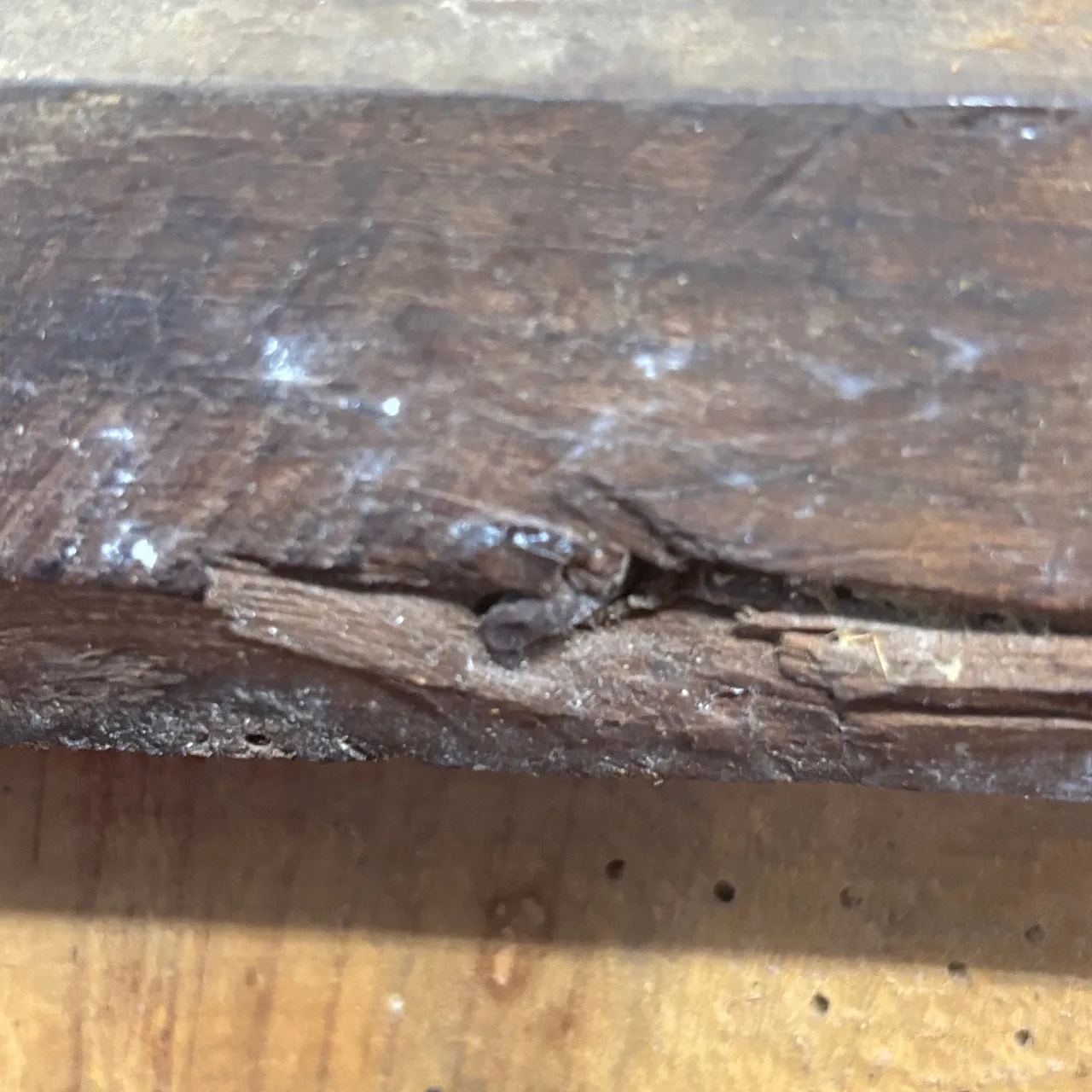 Icon, painted on panel, large Orthodox, 19th century 14