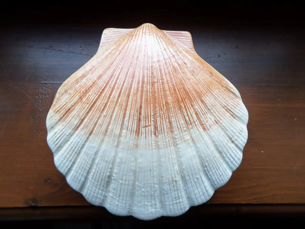 Scallop Shell Lidded Box in Faience, Beige and light brown, 70s 3