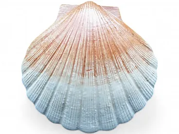 Scallop Shell Lidded Box in Faience, Beige and light brown, 70s