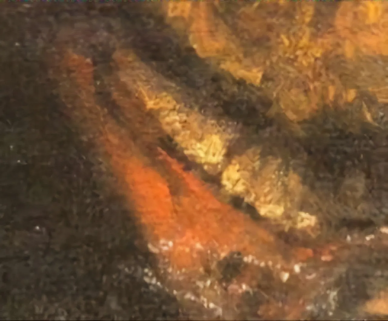 Tronie of bearded man with hat, oil on panel, late 20th century 6