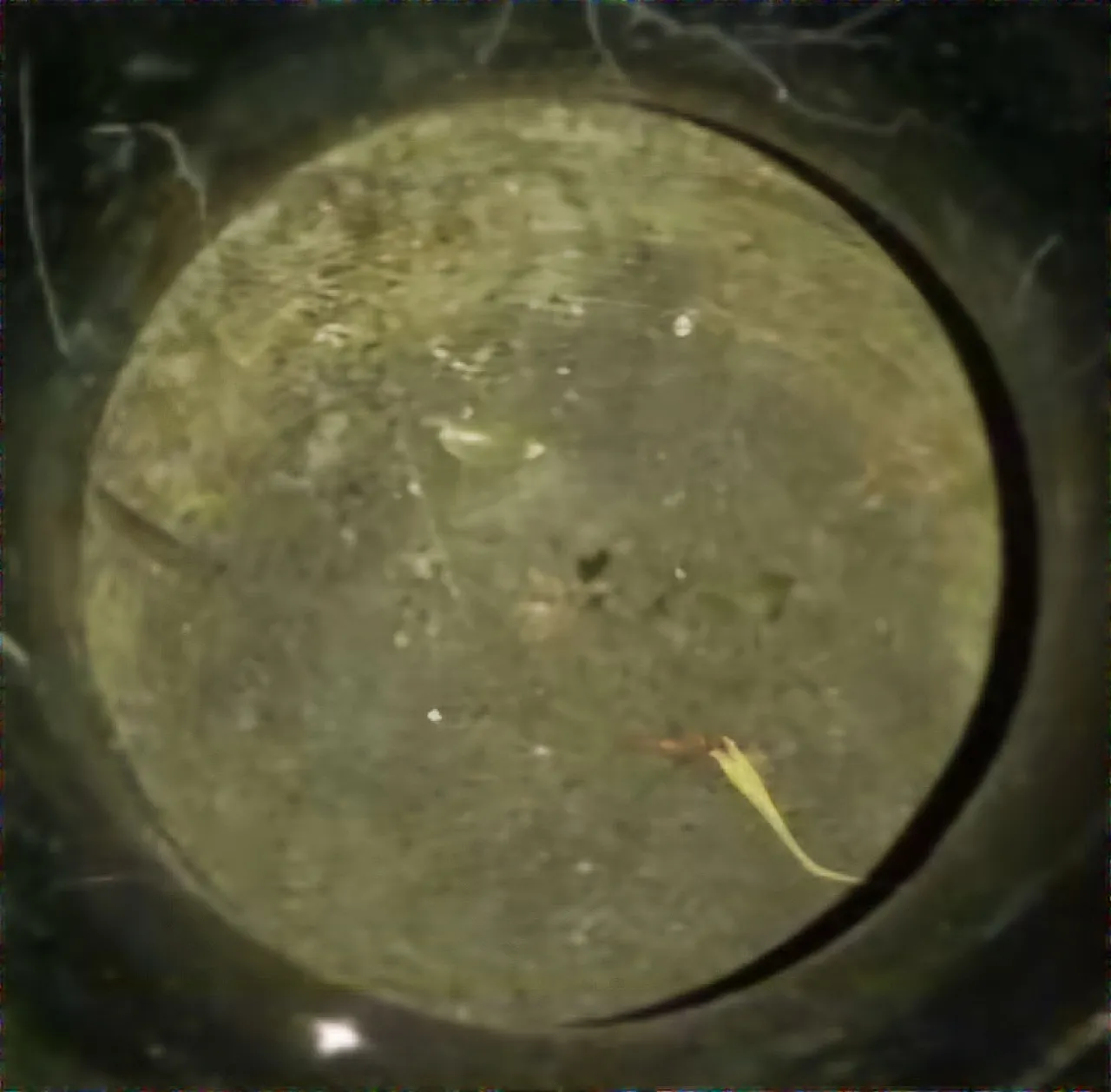 Spinach green nephrite jade vase,  17th century 10