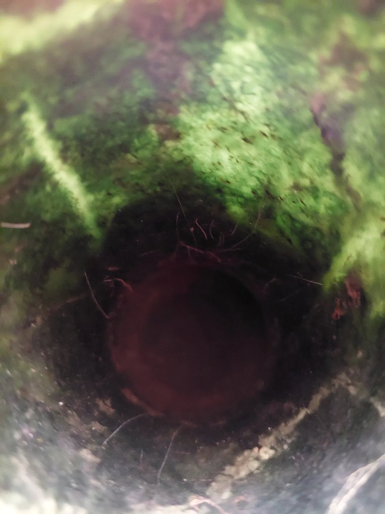 Spinach green nephrite jade vase,  17th century 13