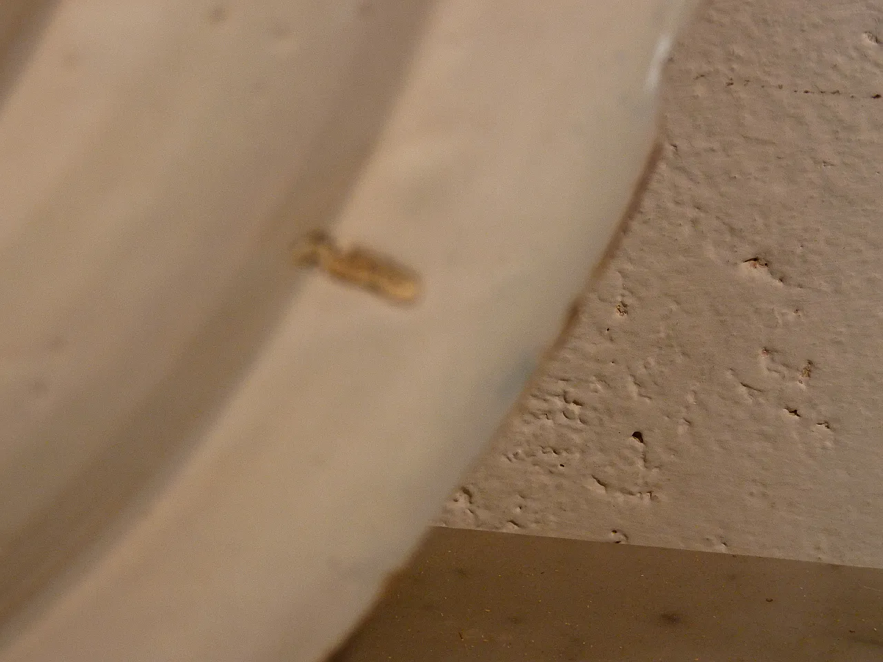 Piatto Maiolica Delft Olanda epoca 700' 10