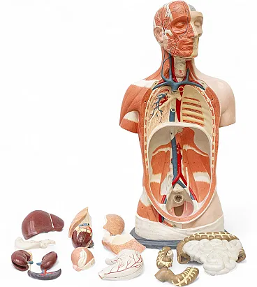 Anatomical model of a human torso, mid-20th century