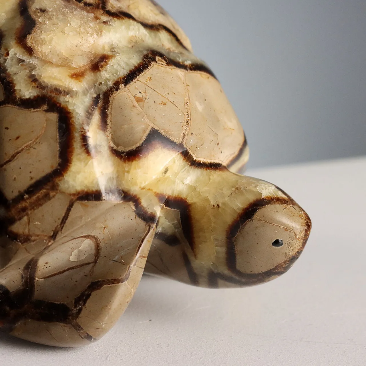 Septaria stone turtle from Madagascar, 20th century 3