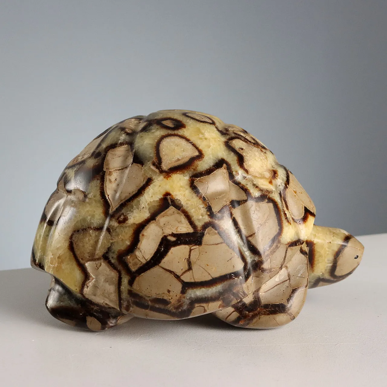 Septaria stone turtle from Madagascar, 20th century 4