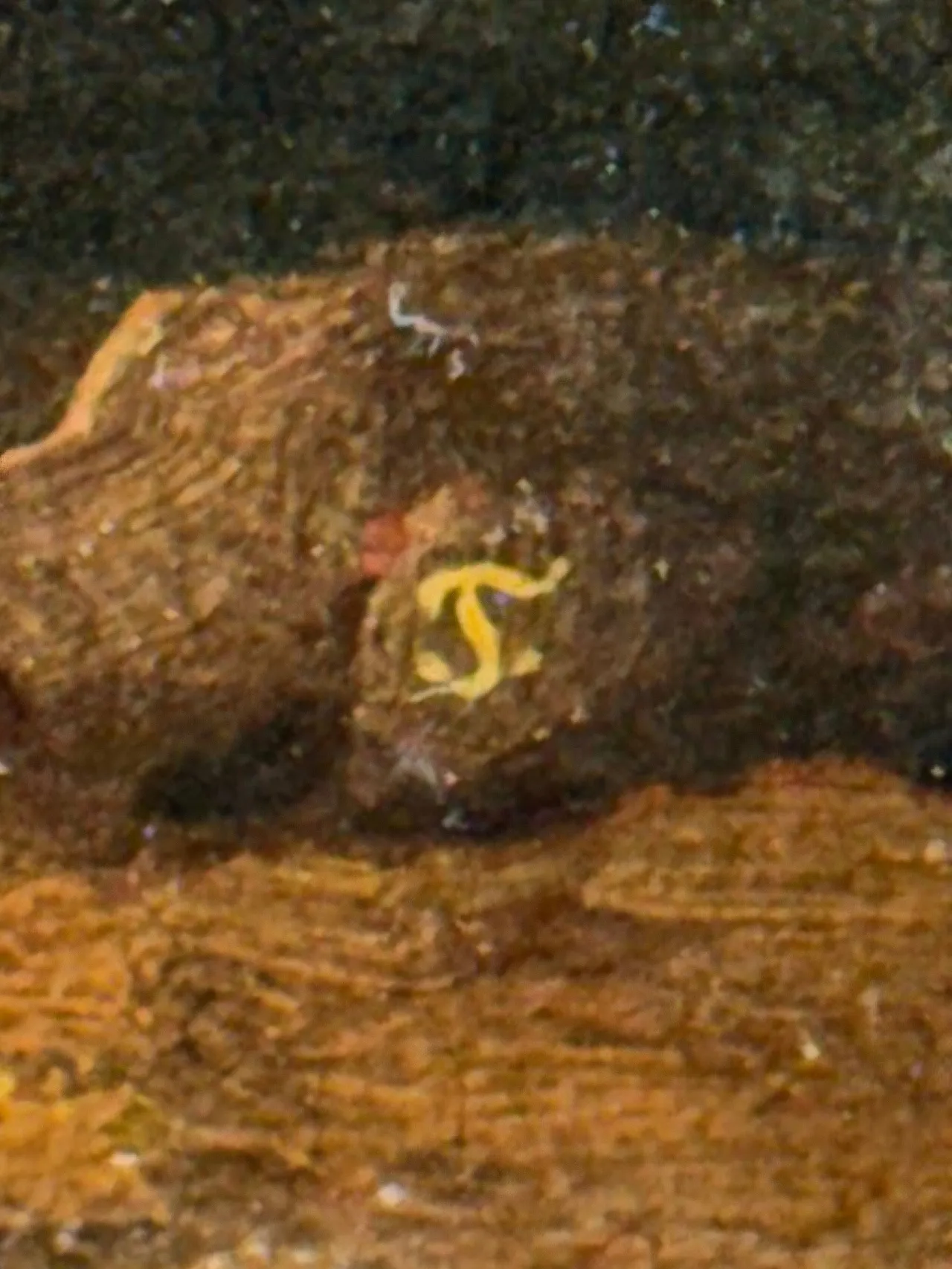 Crocifissione Monogrammata - Scuola Spagnola, Olio su Tela, XVII Secolo 9