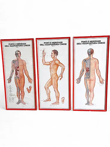 3 Anatomical boards with authentic orange frame, 1960s