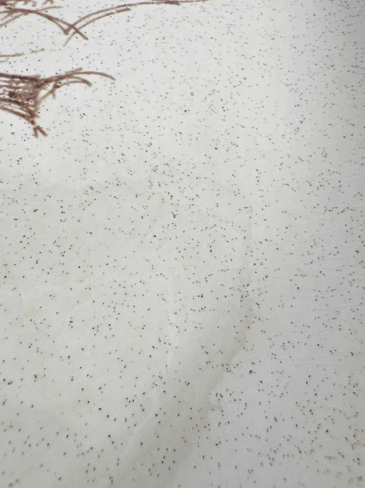 3 Piatti in ceramica di Sarreguemines con motivi di cardo, anni '70 8